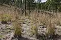 Schizachyrium_scoparium_-_Flickr_-_aspidoscelis_(1)