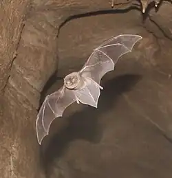 A photograph of a flying common bent-wing bat. It is brown with large wings.