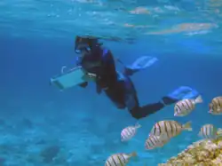 A scientist counts fish in the sanctuary in 2006