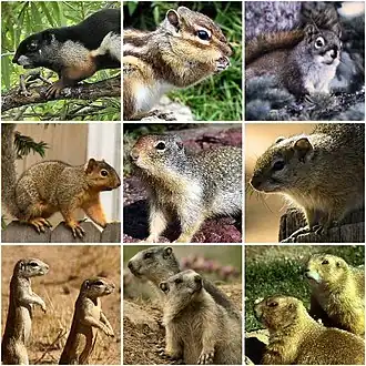 Nine Sciuridae species