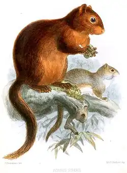 Drawing of brown squirrels