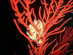 Sea fan with basket star at Finlay's Deep, on the weat side of False Bay.