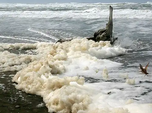 Marbled godwit flying near sea foam at Ocean Beach, San Francisco