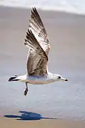 Juvenile ring-billed gull, Sandy Hook shore, New Jersey, US