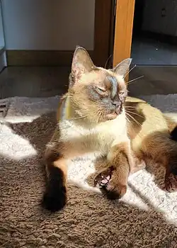 Traditional seal point Siamese cat with a round applehead, enjoy sun like many other felines