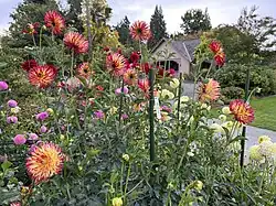 Flowers along a path.