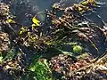 Feather Boa growing in tidepool