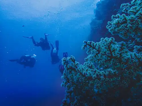 Diving activities in Menjangan Island.