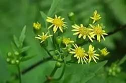 Detail of flowering heads