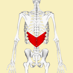 Position of the serratus posterior inferior (shown in red). Animation.