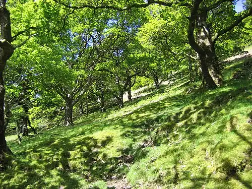 A sessile oak in a forest