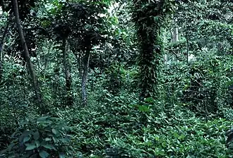Coffee plants under a canopy of trees.