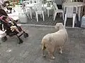 A sheep at the pasture