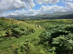 Sheep in the ancient Nannau Deer Park