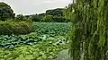 Lotus Pond