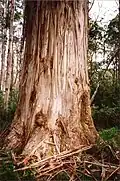 80 metre tall shining gum, Snowy River National Park, Australia