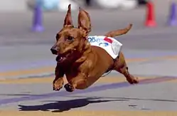 A dachshund dog jumps through the air as it runs in a race.