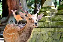 Deer in Nara Park