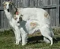 A Silken and a larger Borzoi