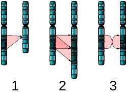 Image 6Three major single-chromosome mutations: deletion (1), duplication (2) and inversion (3). (from Mutation)