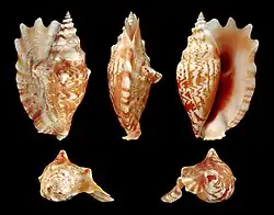 Sinustrombus sinuatus