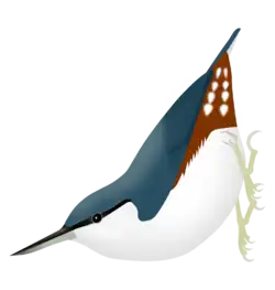 Siberian nuthatch (S. arctica)