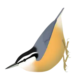 Red-breasted nuthatch (S. canadensis)