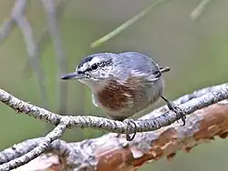 A grey bird with white face and orange body at the branch of tree