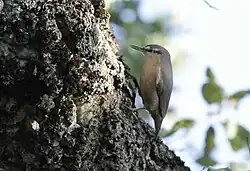 A grey bird with brown body, gleaning