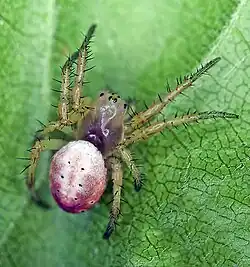 Sixspotted Orbweaver (Araniella displicata) color variant, female