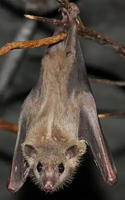 Brown bat