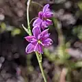 small vanilla lily, Galore Hill Scenic Reserve