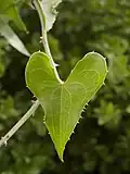 Smilax aspera