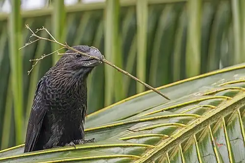 carrying nesting material, Ecuador