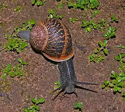 Cornu aspersum (previously Helix aspersa) – the common garden snail – in Israel