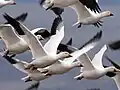 Snow geese
