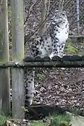 Snow leopard (Panthera uncia) in Zooparc de Trégomeur, 2025