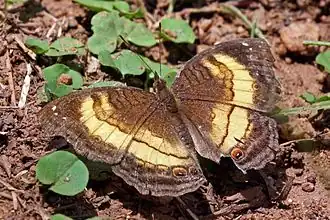 J. t. teroides Kibale Forest, Uganda