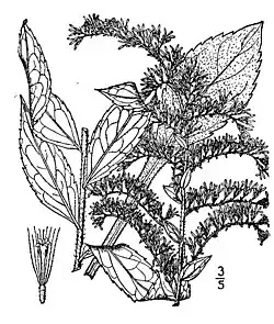 1913 illustration[8]