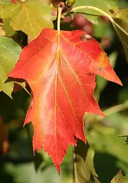 Autumn leaf colour