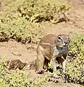 Ground squirrel