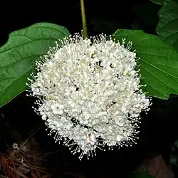 Southern arrowwood (Viburnum dentatum), Tyler County