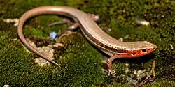 Southern coal skink (Plestiodon anthracinus pluvialis), Jefferson County, Missouri