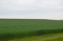 Wheat field on Southwest Road