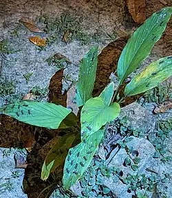 Spatial distribution of individuals