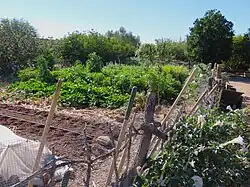 Mission Garden's Spanish Colonial area, fruit trees in background and wild datura on fence