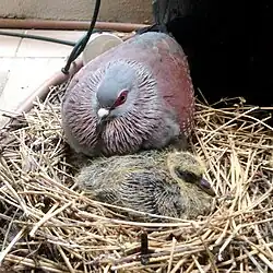 C. g. phaeonota with chick in nest, Cape Town, South Africa.