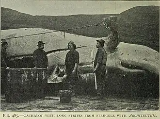 #73 (15/8/1903) Sperm whale in whose jaws a giant squid tentacle fragment was found (Murray & Hjort, 1912:652, fig. 485). The "long stripes" visible on the head consisted of putative giant squid sucker scars around an inch (2.5 cm) across.