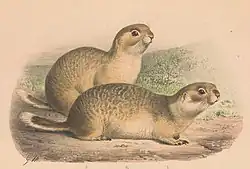 Drawing of brown squirrels