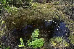 Sphagnum bogs or "acid bogs" with pH levels as low as 4.5 occur in the region. Big Thicket National Preserve, Turkey Creek Unit, Tyler Co. Texas; 1 May 2020